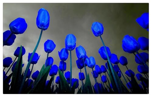 Tulipano Bulbi, Bulbi di Tulipani,Tulipani bulboso,Sani, Robusti, Compatti, Intatti, Turgidi, Vigorosi-8 bulbi