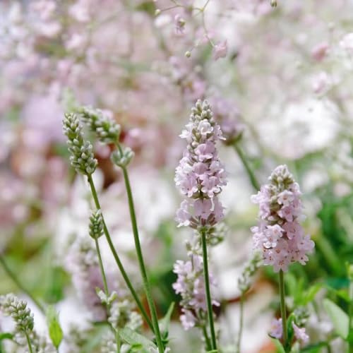 lavanda - semillas de lavanda sostenibles semillas orgánicas de silvestres primavera Decoraciones jardín exteriores Jardín 225semillas