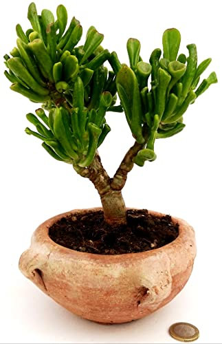 POWERS TO FLOWERS - CRASSULA OVATA HOBBIT BONSAI, ALBERO DI GIADA, IN VASO TERRACOTTA DECORATO, VASO 15CM DIAMETRO, pianta vera