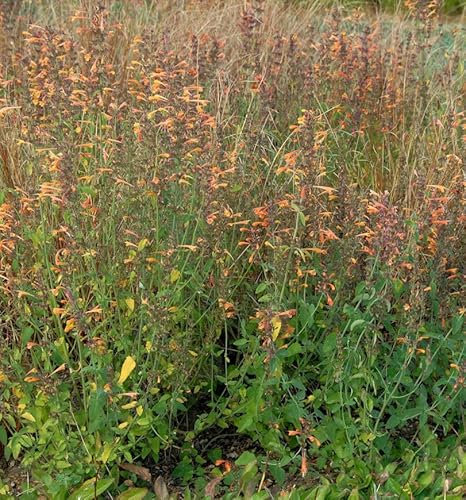 Duftnessel Sunset Tango - Agastache aurantiaca - lebende Gartenpflanze aus den Baumschulen