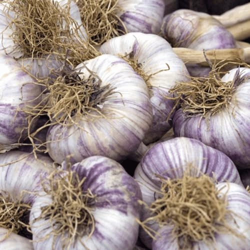 Buy4seeds 18 Seed Cloves of Garlic for Planting/for Bulbs Early Purple Wight UK Crop Useful for Gardening (18 Seeds)