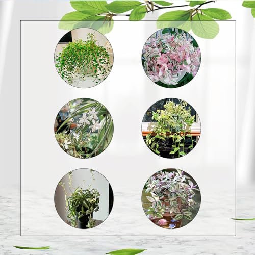 350 Pcs Grünlilie Samen - Chlorophytum Comosum - Bonsai Samen, Nachhaltige Geschenke Für Frauen Grünlilien Grünlilien Pflanzen Samen, Winterharte Pflanzen Bio Samen Indoor Plants Immergrüne