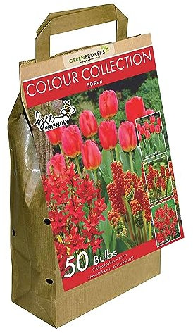 50 Red Spring Flower Bulbs | Colour Collection | Bee-Friendly | Vibrant Red Dutch Bulbs | Eco-Friendly Packaging | Easy Planting Instructions Included