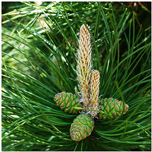 Pinus Nigra Nigra/Austrian Pine/Tree 20-30cm Tall in 9cm Pot, Most Robust Pine 3fatpigs®