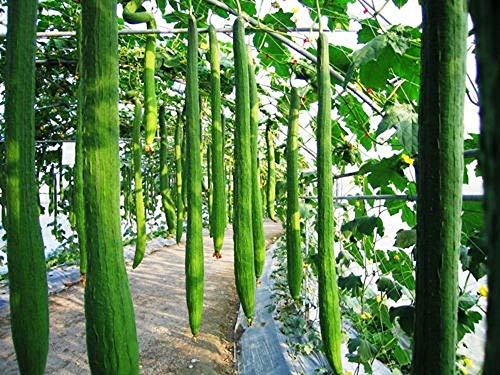 Lot de 10 longues graines de luffa en éponge pour concombre et légumes