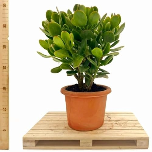 POWERS TO FLOWERS - CRASSULA OVATA, ALBERO DI GIADA, VASO COCCIO NATURALE 14CM, pianta vera