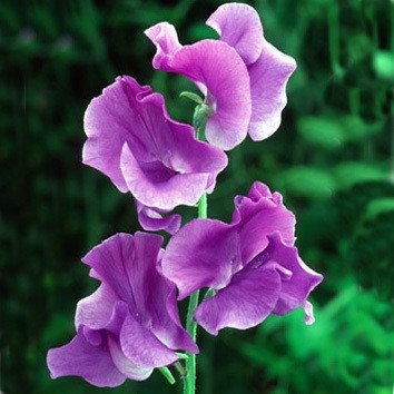 - Semi di pisello dolce 'Ox Blue': Semi