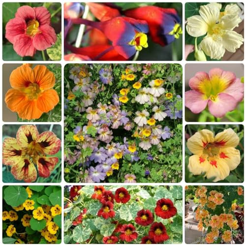 150 Pcs Kapuzinerkresse Samen Rankend - Bodendecker Winterhart Mehrjährig, Blumen Samen, Tropaeolum Majus, Blumensamen Mischung, Pflanzen Geschenk, Schnittblumen Samen Winterharte