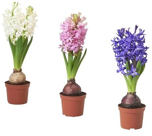Bulbos de Jacinto - Pack 3 Flores - Hyacinthus Orientalis - Bulbos para Terraza y Jardín