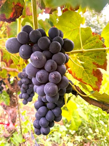 Kernlose Tafeltraubenrebe Venus | Süße & ertragreiche Weinrebe für den Garten | winterhart, pilzresistent & robust | Perfekt für Hobbygärtner | Einfache Pflege & hoher Ertrag | Weinrebe im Topf