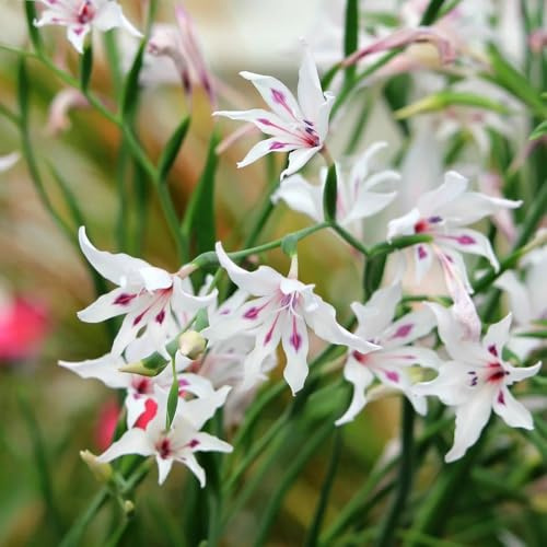 bulbi di gladiola resistente - decorazioni da giardino balcone 3pcs