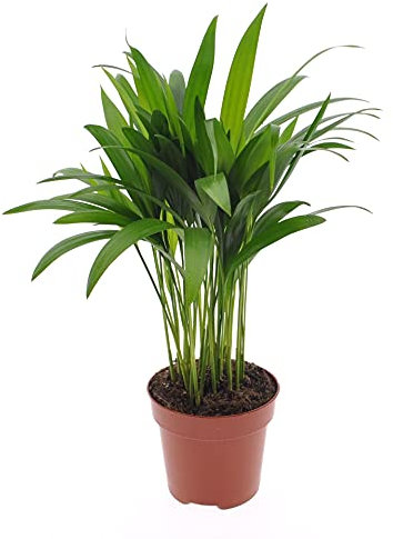 Palmera Areca Planta de Interior Palma Areca, Palma Frutos de Oro Dypsis Lutescens