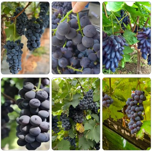 uva uvas - jardín interior perennes resistentes semillas Camas elevadas para el jardín interior columnar comprar 500pcs