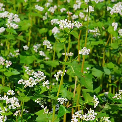 Summer Green Manure Seeds 'Buckwheat' Fagopyrum esculentum Half-Hardy Annual Easy to Grow Your Own Garden Weed Suppressant 1x Packet (75g Seeds) by Thompson and Morgan