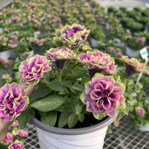 semi di petunia - perenni resistenti giardino rampicanti crescita rapida 150pcs