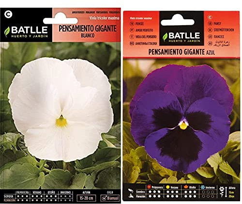 Pensamiento Gigante BLANCO & Pensamiento Gigante AZUL