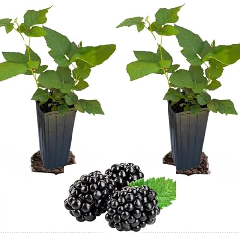 Pack of 2 BlackBerry Bushes Live Plants Sweet Blackberries Plants Thornly Or Thornless BlackBerry Trees 4-7 Inch Tall, Grow Indoor or Outdoor (Prime Ark Freedom BlackBerry Plants)