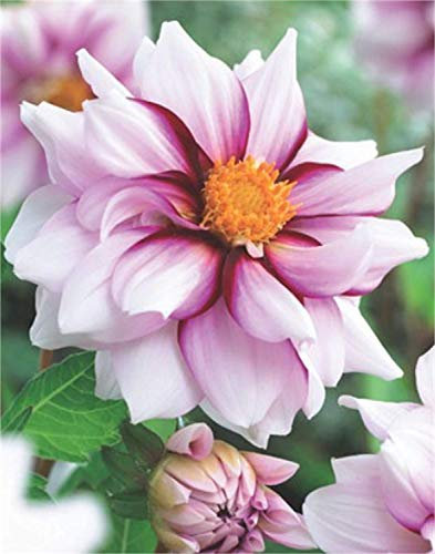 Mignon Dahlien Edge of Joy Knolle Blumenzwiebeln (1)