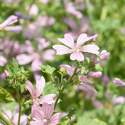 semillas de malva silvestres de balcón invernadero decoración decoraciones jardín exteriores semillas trepadoras 100pcs