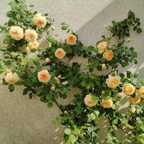 Rosales resistentes Cultivo de semillas-ornamentales Decoración de jardín exteriores-decoración sala estar jardín:hermosa 150semilla