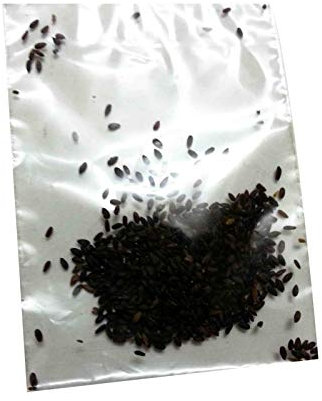 AchidistviQ 50Pcs White Marguerite Seeds Duftende Indoor Outdoor Pflanzensamen Sommer Frühling Blühende Wildblumensamen Gartenpflanzen Gänseblümchensamen