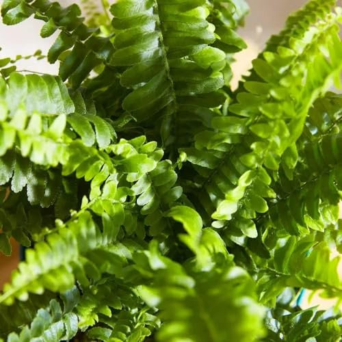Carbeth Plants - Indoor Plants - Build Your Own Houseplant Collection - 7cm to 9cm Pots - Boston Fern - Nephrolepis exaltata Plant in 9cm Pot