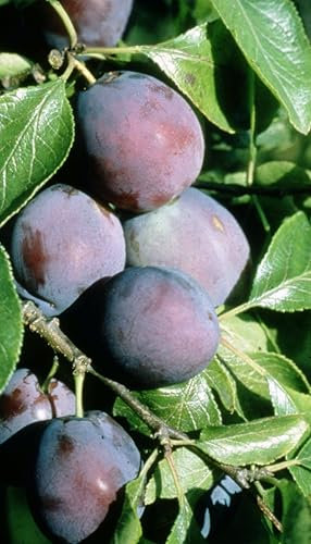 Frank P Matthews Plum Tree 'Marjorie's Seedling', 12L Container, St Julien A Rootstock, Bush, Semi-Vigorous Tree