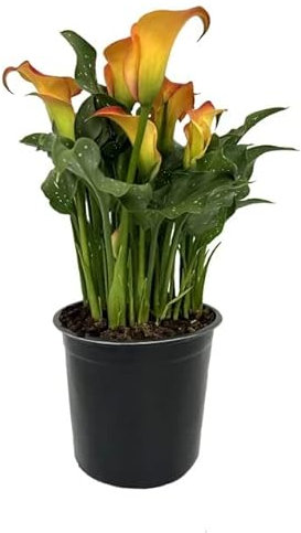 Lirio del Amor Natural - Cala - Planta Ideal para la Casa