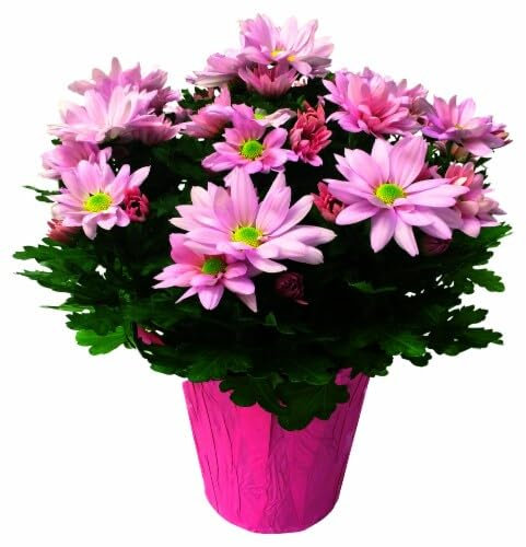 DECOALIVE Chrysanthemum Flor Natural Símbolo de Japón Planta Viva