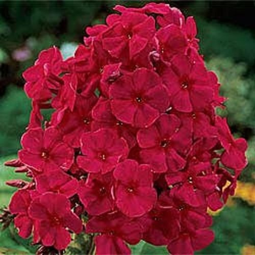 New!! 30+ Fragrant Red Phlox/Reseeding Annual: Seeds: Package Contains seeds