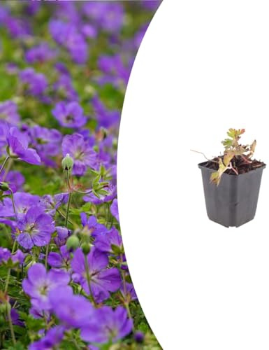 Geranium 'Azure Rush' | 6 stycken - 10-25cm - Ø9cm - Trädgårdsväxt
