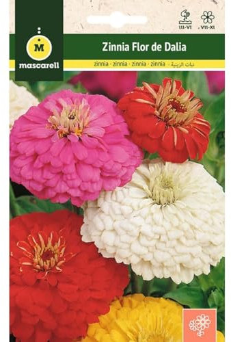 Mascarell Semillas, ZINNIA FLOR DE DALIA VARIADA, Semillas Flores Exterior para Decoración, 2 Gramos