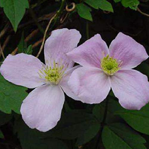 Clematis Montana 'Fragrant Spring'- Clématite des montagnes 'Fragrant Spring' 50-60 cm en conteneur