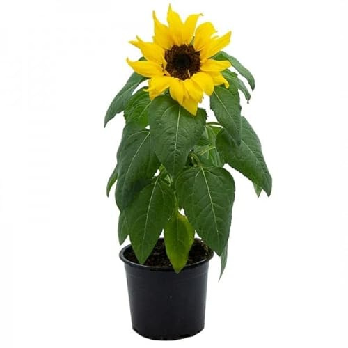 Girasol Natural Planta de Exterior Productora de Pipas