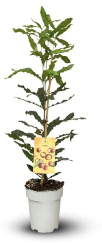 Attitude Jardin - Macadamier - macadamia integrifolia - albero frutto esotico - 90-100 cm - ⌀ 22 cm