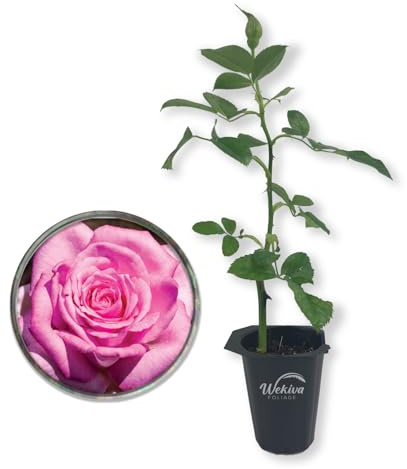 Beverly Rose Bush - Live Starter Plant in a 2 Inch Growers Pot - Beautifully Fragrant Hybrid Tea Rose - A Versatile Beauty with Large Blooms