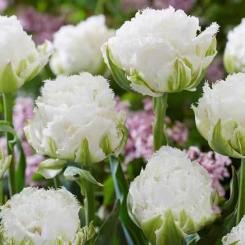 16 pcs tulpenzwiebeln winterhart mehrjährig - indoor garten steingartenpflanzen winterhart tulpenzwiebel,tulpen zwiebeln, blumenzwiebeln zwiebel frühblüher wildblumen pflanze dachbegrünung