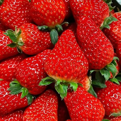Erdbeeren Samen Mehrjährig, erdbeerpflanzen mehrjährig winterhart Erdbeersamen, Erdbeeren Pflanzen, nachhaltige geschenke geschenke für gartenliebhaber pflanzen samen, bio saatgut 450pcs