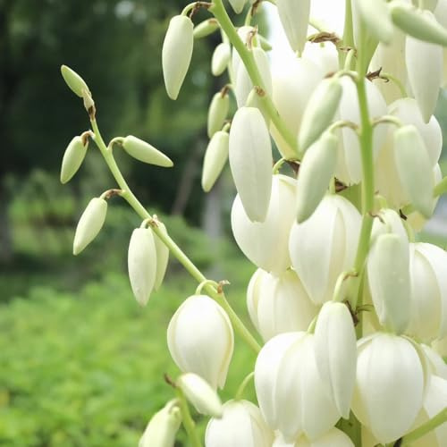 Semi di yucca palma giglio resistente da giardino roccioso resistenti palma di yucca semi da balcone perenni resistenti per aiuole rialzate 20pcs