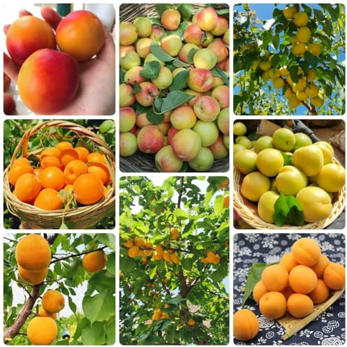 Semillas resistentes de albaricoquero, columnares albaricoque, Prunus armeniaca, balcón resistentes 25pcs