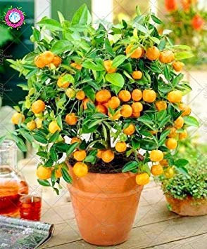 Vistaric 20 STÜCKE Bonsai Sweet Orange Samen Mini Vergossen Essbare Obst Samen China Top Qualität Orangenbaum Samen Mehrjährige Pflanzen Für Garten
