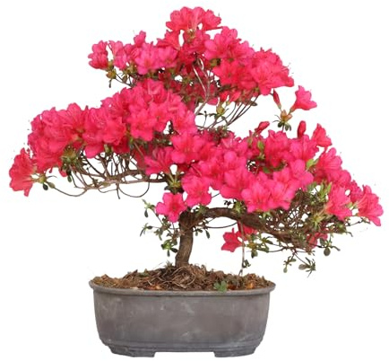KENTIS - Satsuki Azalea Bonsai - Rhododendron Indicum Odlas i Japan - Riktig Utomhusblommande Balkongväxt - H 25/35 cm Kruka 15 cm