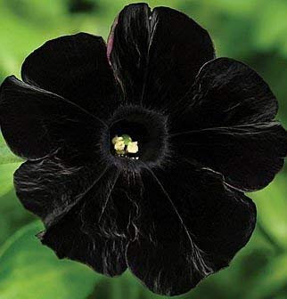 VISTARIC 500 Petunia Seeds -Black Velvet Petunia,Rare Variety, Hardy,Lasting Balcony, Yard Flower
