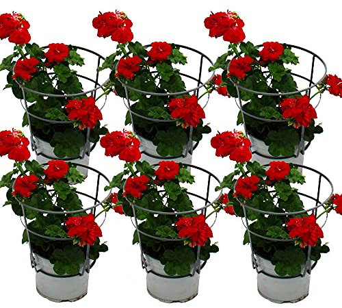 Geranien hängend - Pelargonium peltatum - 12cm Topf - Set mit 6 Pflanzen - dunkelrot