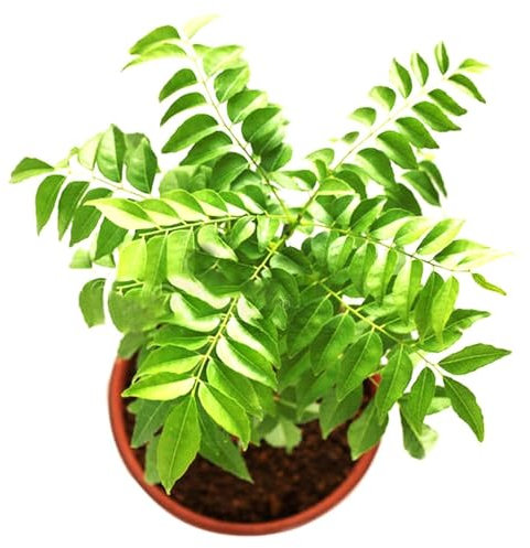 Generic 100 Unids/Bolsa Semillas De Curry Productivas Fáciles De Cultivar Planta De Hojas Semillas De Alimentos De Flovor De Especias Indias Para Jardín Para Bricolaje Al Aire Libre Y Jardín Inter