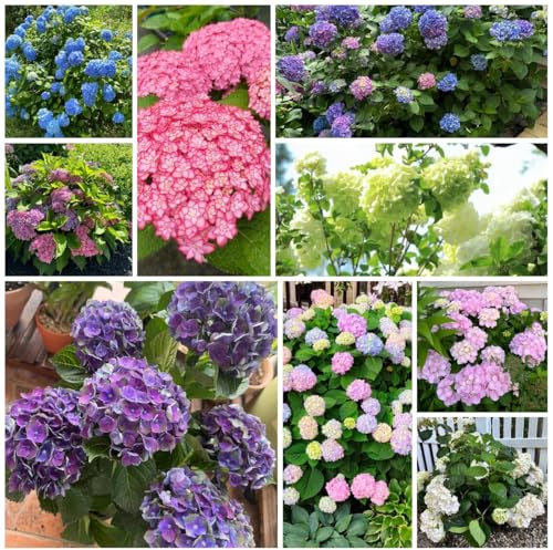 hortensien pflanze samen, winterharte pflanzen für garten, winterharte blumen hortensie samen, saatgut blumenbeet, exotische pflanzen winterhart blumendeko, pflanzen für sonnige plätze 150pcs