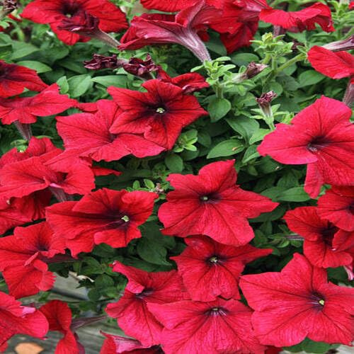 100 semillas de petunia roja