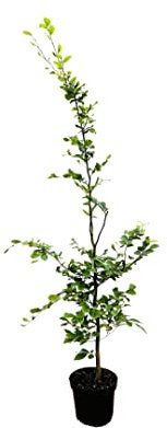 Fagus sylvatica 150–175 cm – Winterhart, Mehrjährig, Pflegeleicht – Rotbuche – Heckenpflanze für Garten & Sichtschutz