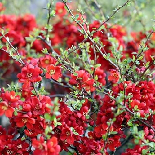 Vivai le Georgiche - Pianta vera di Chaenomeles japonica Sargentii Chaenomeles japonica 'Pygmaea' Mela cotogna giapponese 'Sargentii' - vaso Ø 27 cm