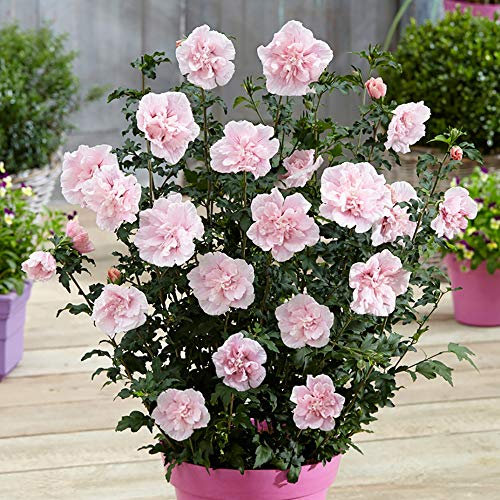 YouGarden Double Flowered Hibiscus 'Chiffon Pink' in a 3 Litre Pot, Potted Hibiscus Plants for Gardens, Supplied as a Garden Ready Established Plant Ready to Plant Out